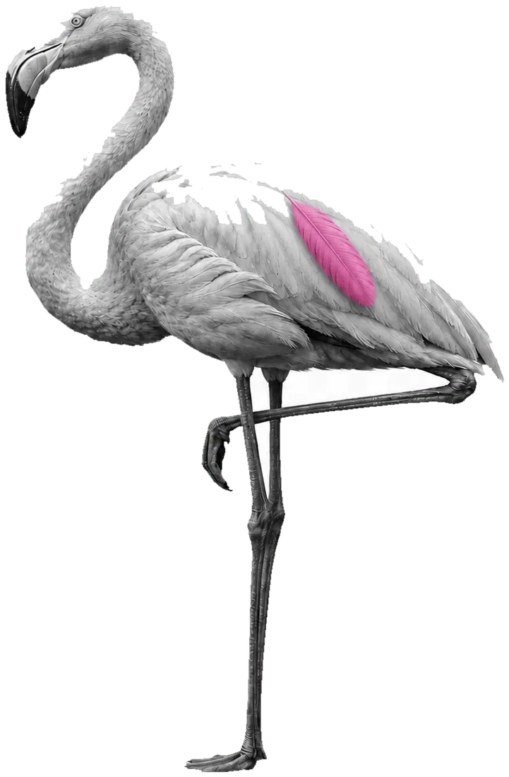 Greyscale flamingo with a single pink feather